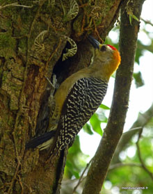 Pic-vert - Costa Rica